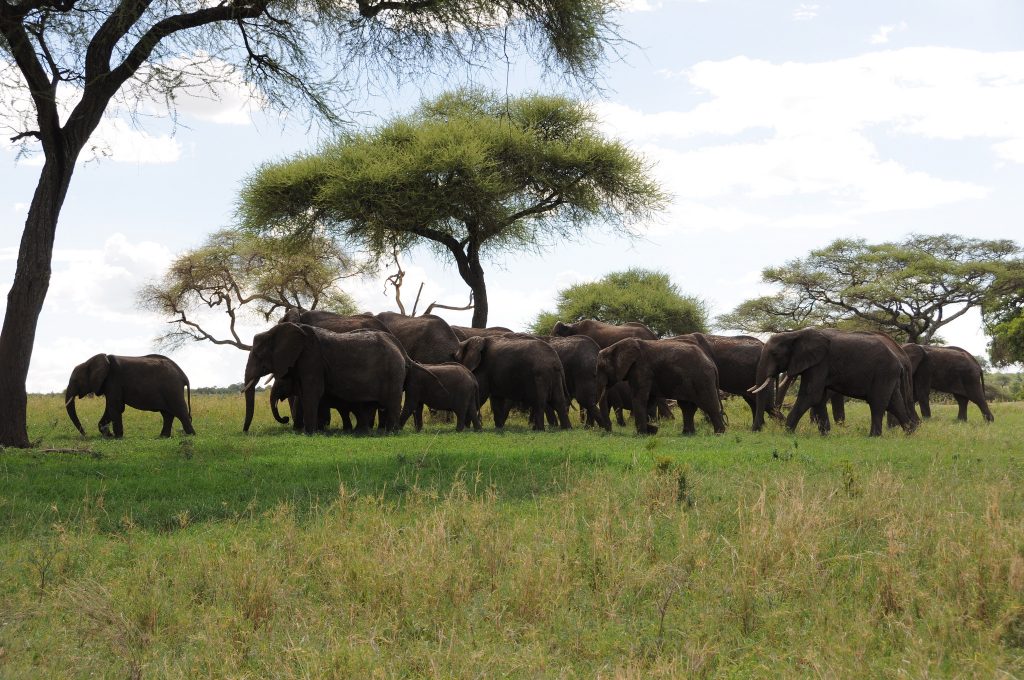 11 Day Thrilling Luxury Safari In Southern Tanzania