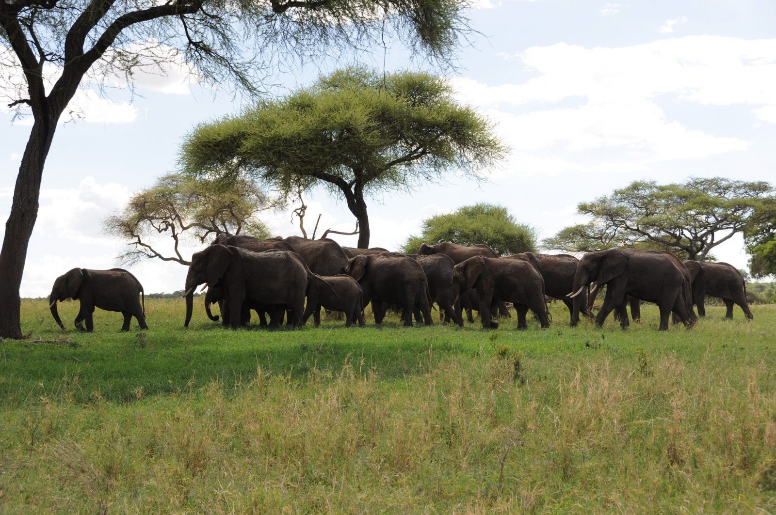 Travels tourism nature Kubwa Visit Vacation Elephants