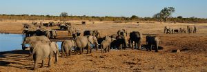 TOP 8 BEST ACTIVITIES TO DO IN KRUGER