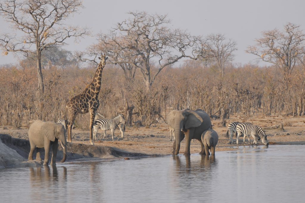 6 days of safari tour In Zimbabwe