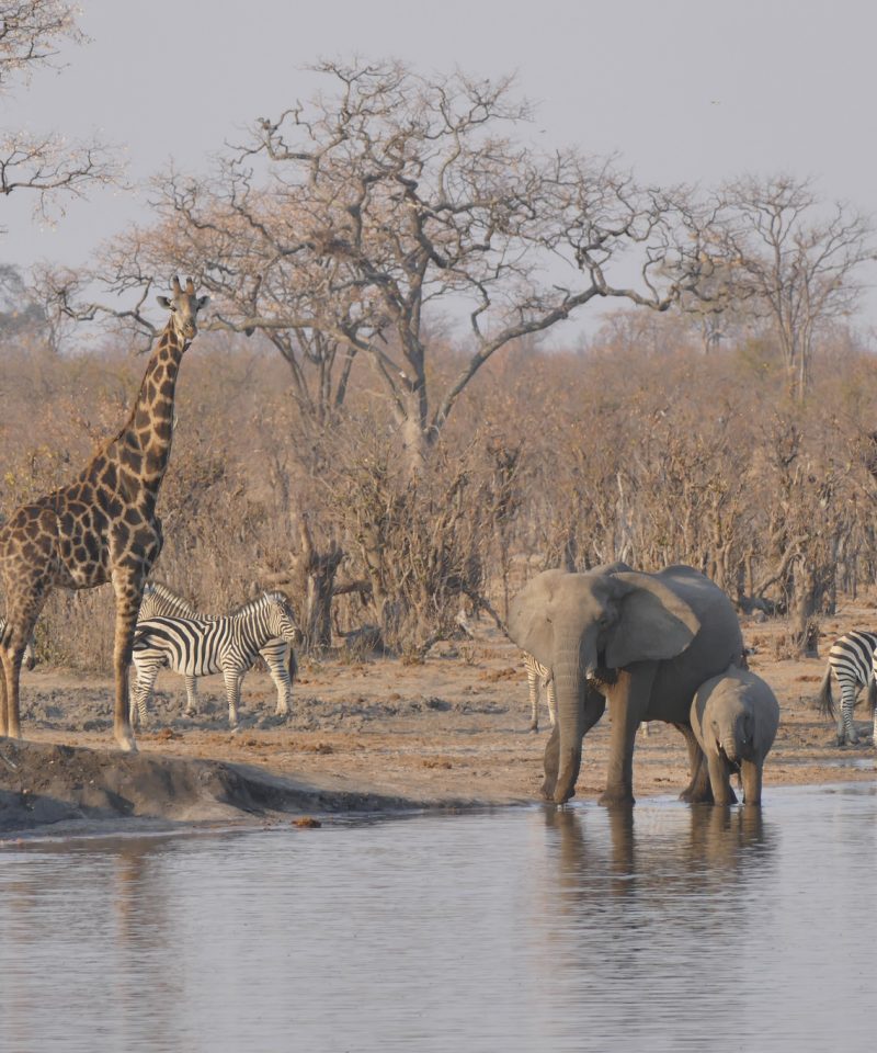 6 Days - Kubwa Five Safaris
