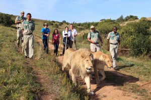 Big Five Safaris Tour And Travel Company