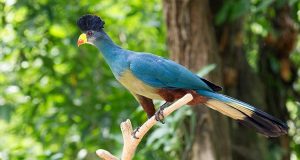 great blue turaco Wildlife Tours destinations birding