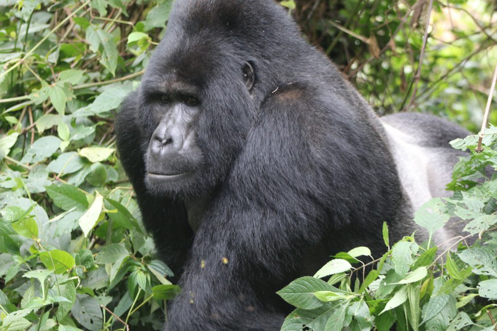 Where To See Mountain Gorillas In Uganda