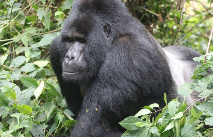 10 Days Uganda Safari of Big Apes and Big Cats