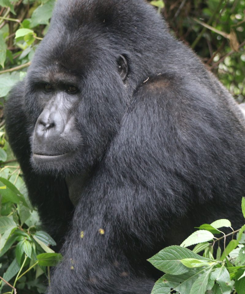 10 Days Uganda Safari of Big Apes and Big Cats
