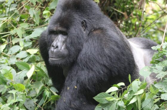 9 Day Uganda Budget Gorilla Trekking Adventure