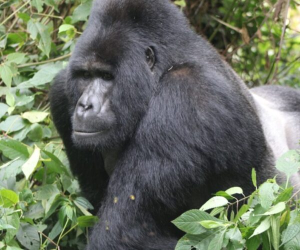 9 Day Uganda Budget Gorilla Trekking Adventure