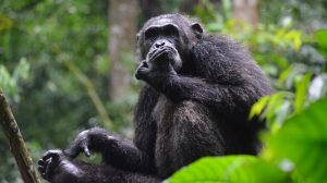 Nyungwe Forest National Park In Rwanda Chimpanzee
