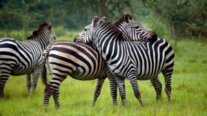 4 Days Adventure Vacation Wildlife Safari - Kubwa Five Safaris