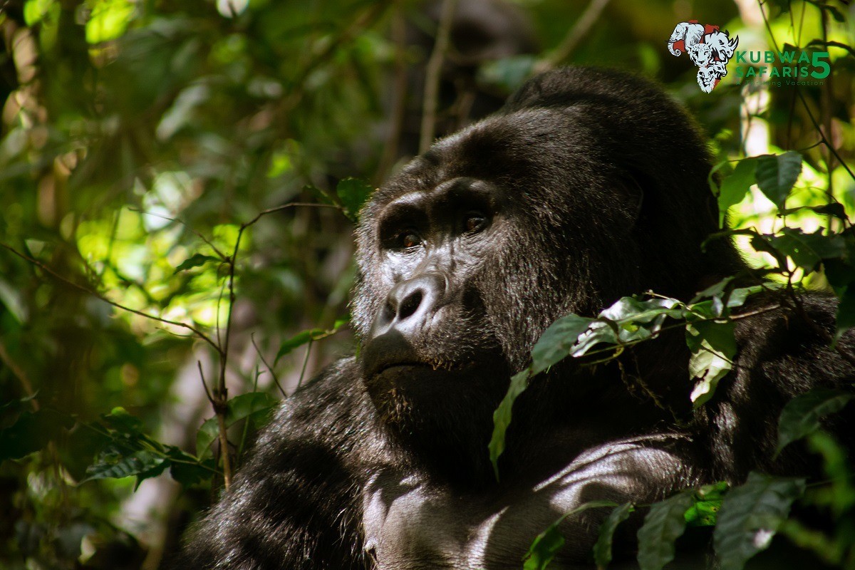 BEST 6 REASONS TO VISIT BWINDI IMPENETRABLE - Kubwa Five Safaris 2023