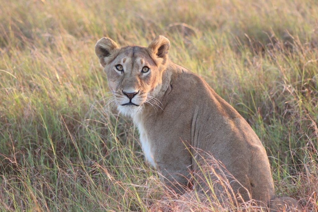 9-Day Botswana Thrilling Wildlife Luxury Safari