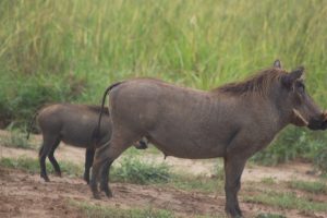 Warthogs In Africa