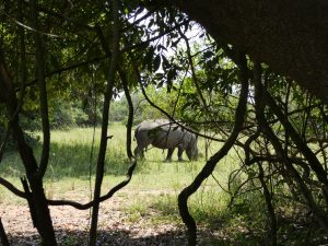rhino tracking at ziwa