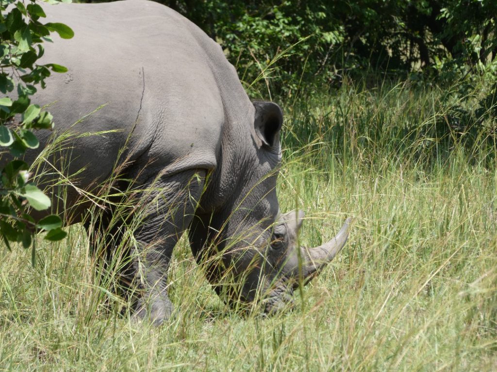 14 Day Luxury Thrilling Safari, Ziwa Rhino Sanctuary Tours