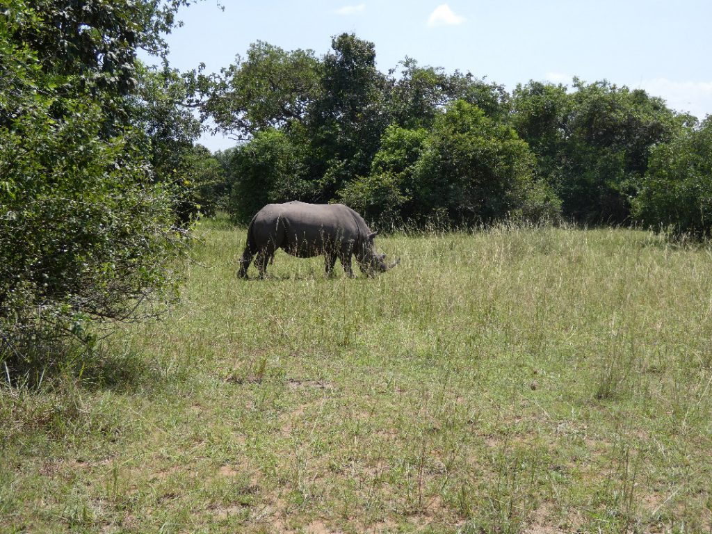ziwa rhino sanctuary uganda