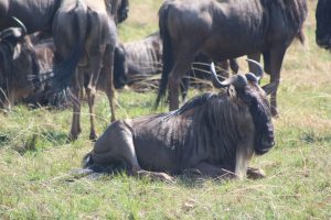 maasai mara wildebeest