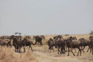 great wildebeest migration