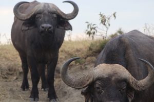 buffaloes maasai mara