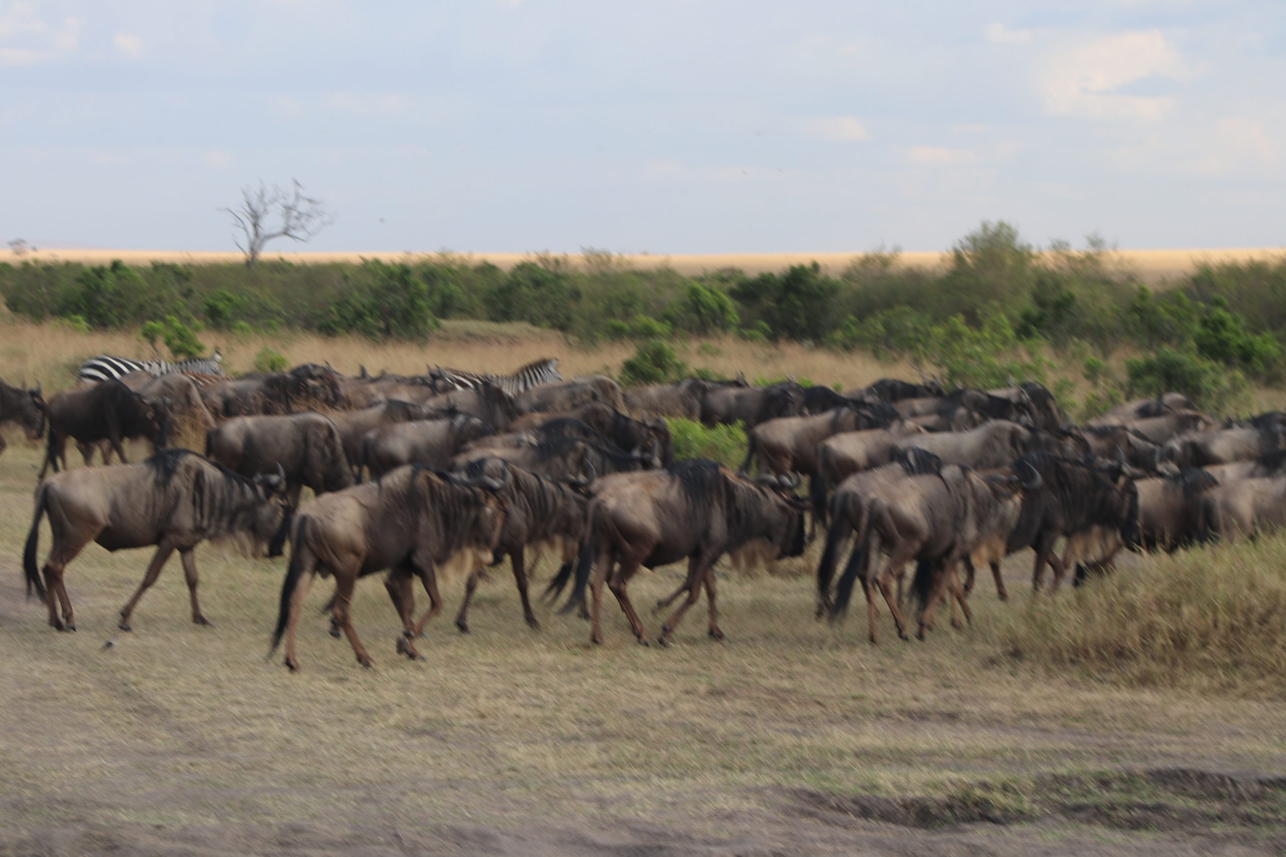 Top 8 Activities To Do In Maasai Mara