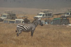 zebra in maasai mara
