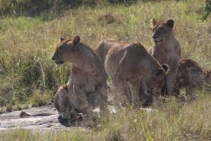 Top 10 Reasons To Visit Maasai Mara