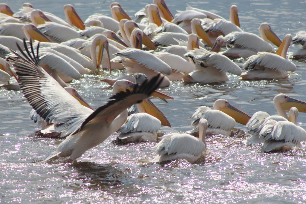 Flamingoes in Lake Lake Nakuru National Park