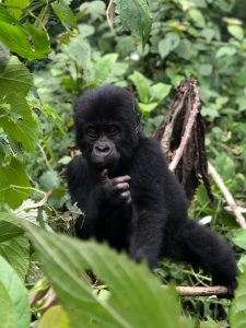 Which Is Better for Gorilla Trekking Uganda or Rwanda