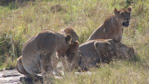 BEST 10 COMMON ANIMALS IN KRUGER