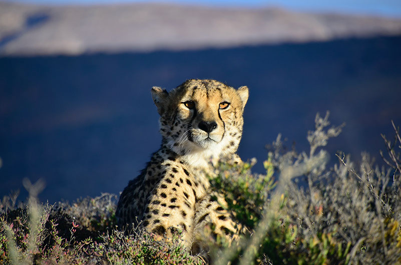 cheetah in mana pools national park