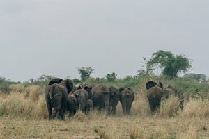 elephants in mana pool national park