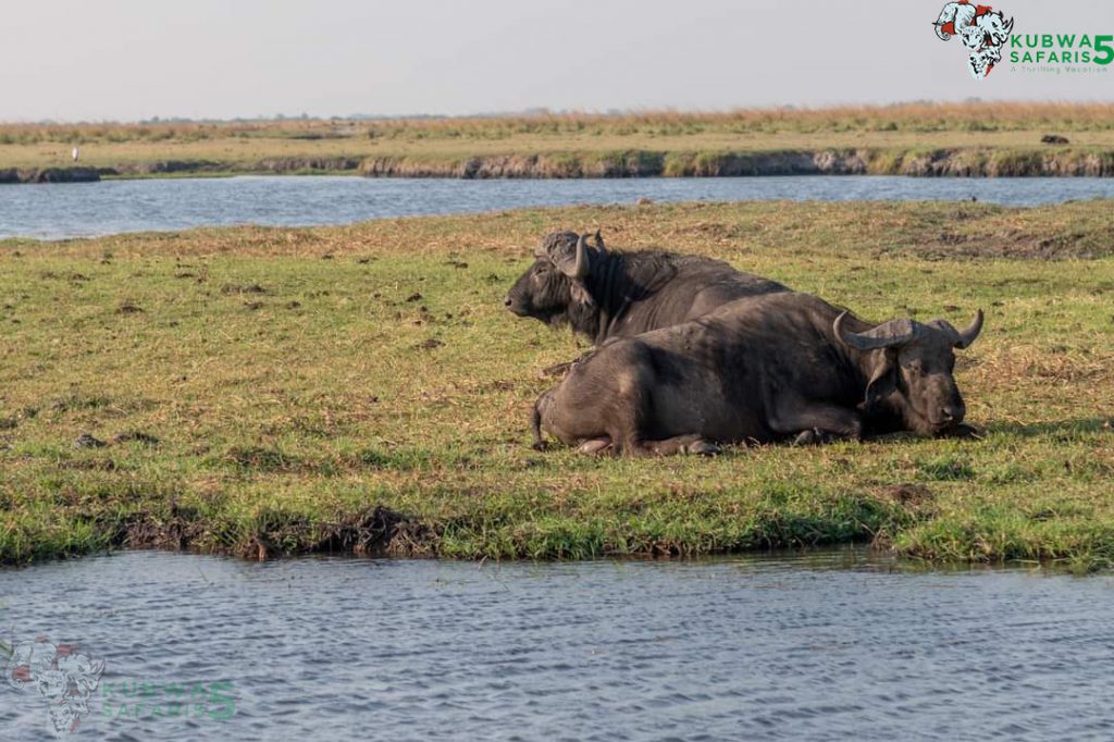 7-Day Botswana Exceptional Wildlife Luxury Vacation