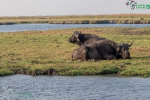 Buffaloes in chobe national park