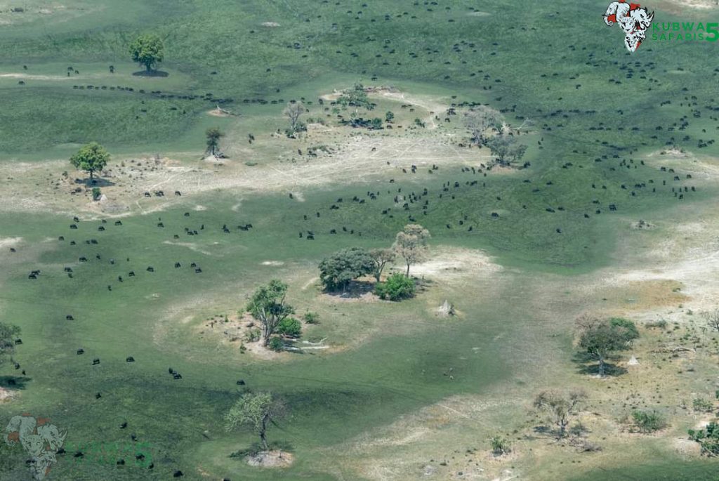 Okavango Delta