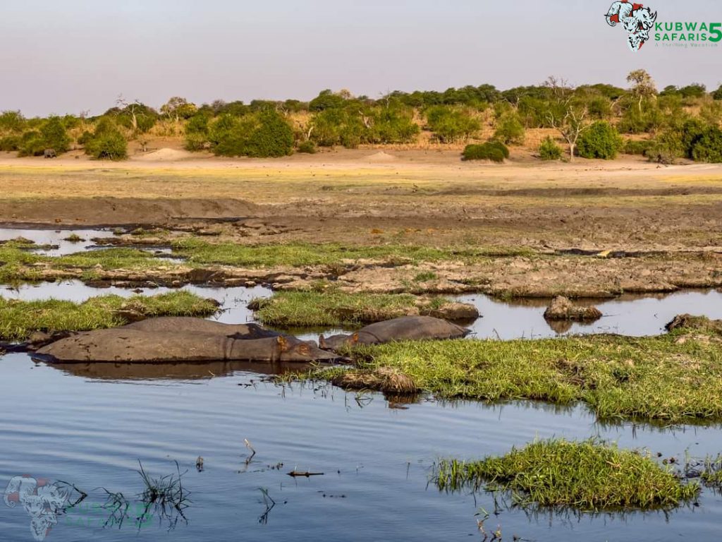 South Luangwa National Park
