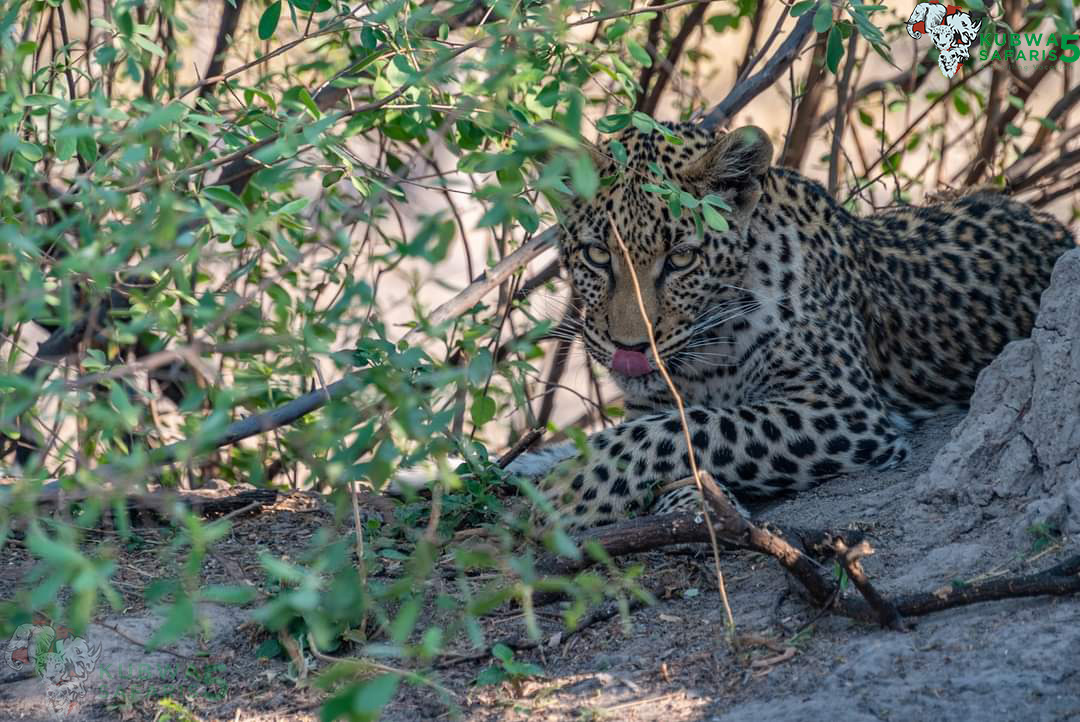10 Best Reasons To Visit South Luangwa
