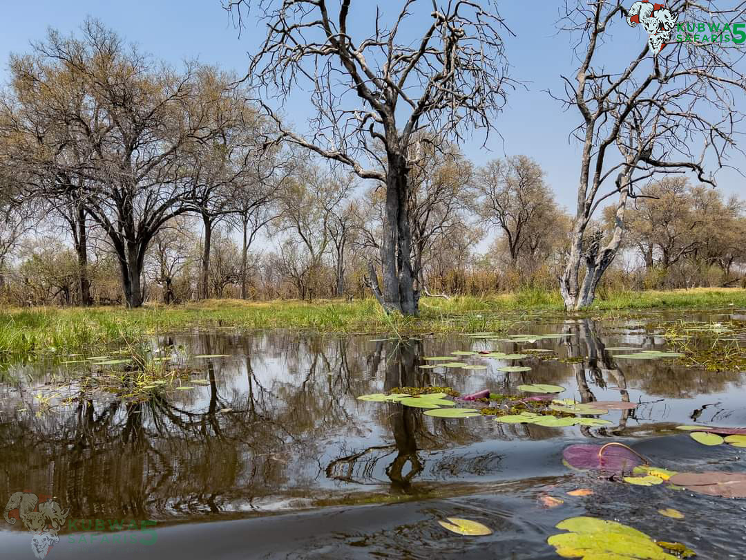 Breathtaking 3-Day Luxury Safari in Chobe NP