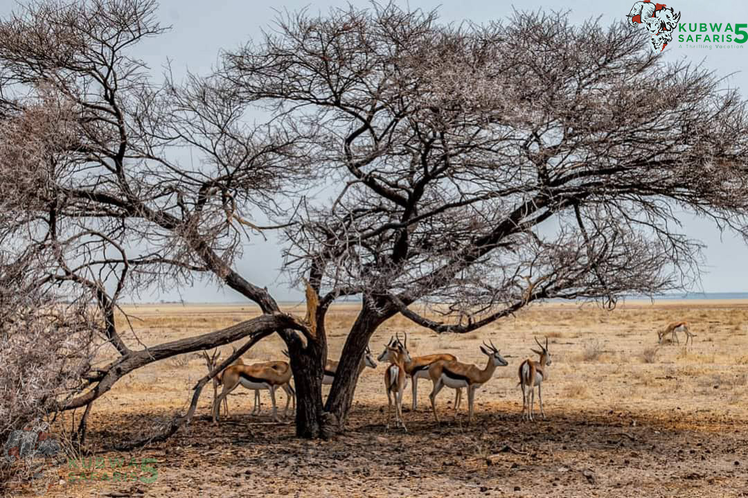 African antelopes