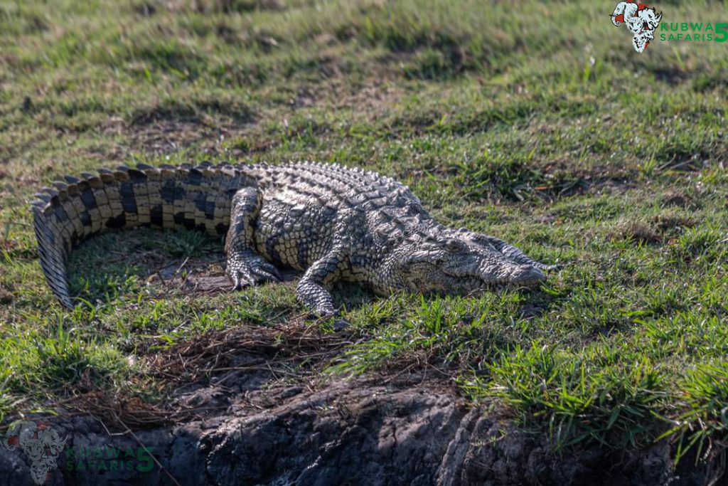 Breathtaking 3-Day Mid-Range Safari in Chobe NP
