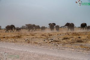 Best Time To Visit Saadani National Park