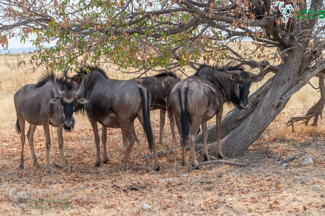 10 Best Places to See Wildebeests In Africa