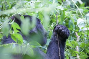 trekking gorillas in uganda