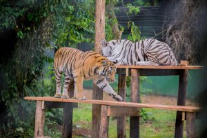Entebbe zoo tigers