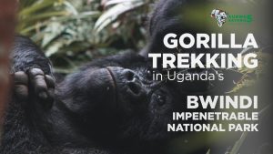 Guide To Trekking Gorillas In Uganda 2023/2024