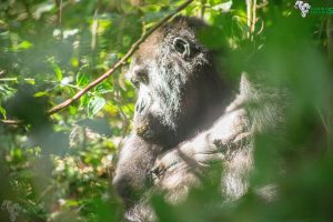 gorilla trek Uganda tour