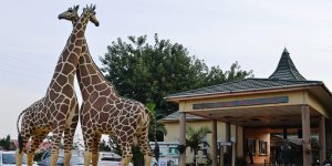 Uganda Wildlife Education Center – Entebbe Zoo