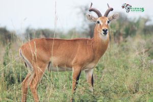 antelope Queen Elizabeth National Park
