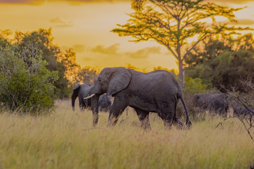 32 Day Thrilling African Budget Safari