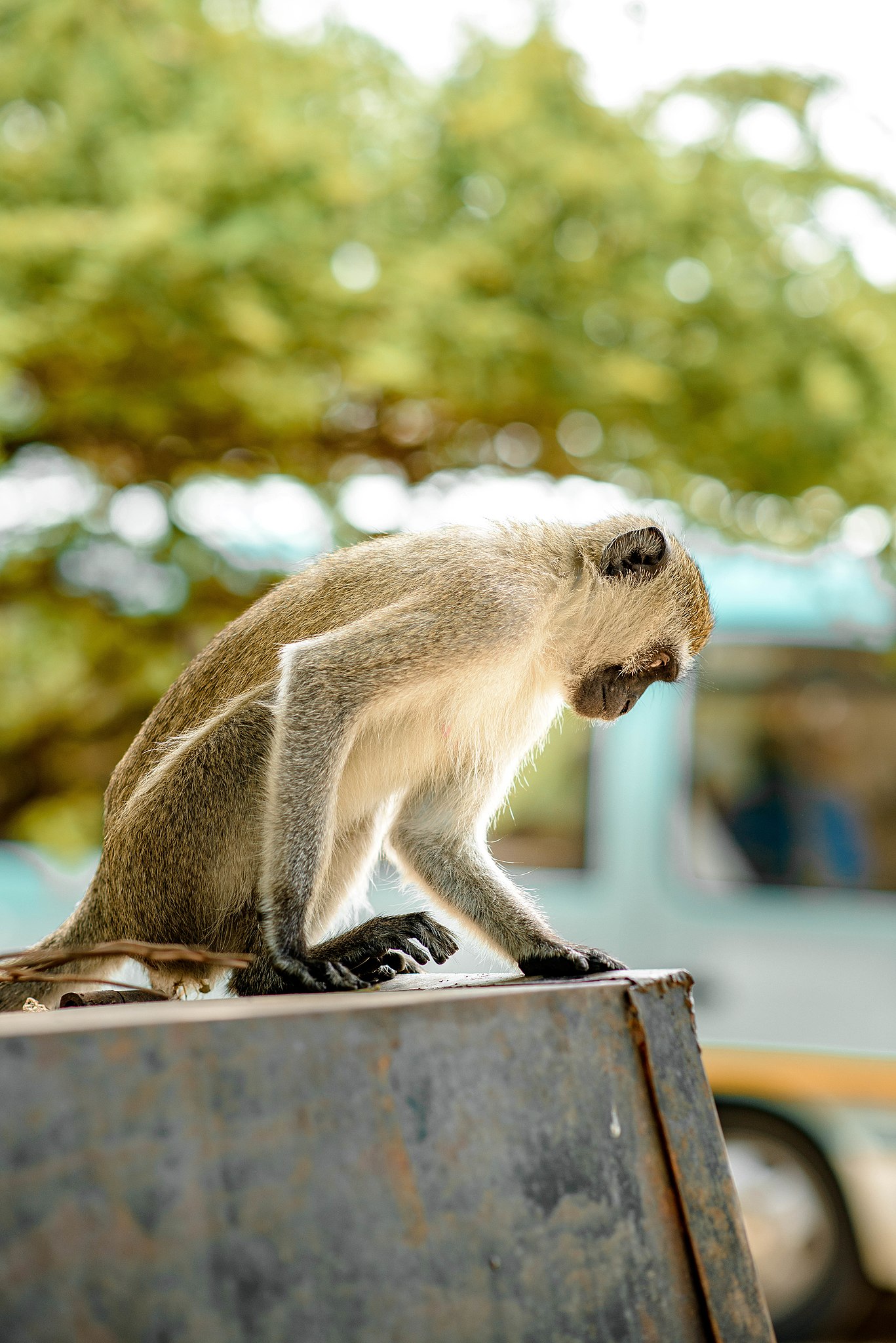 Best Ways To Access Saadani National Park