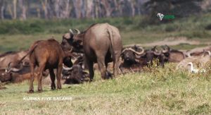 featured kubwa five safaris Uganda